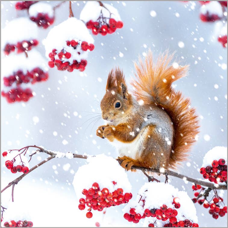 Charity Christmas Card Pack of 6 - Red Squirrel in Snow